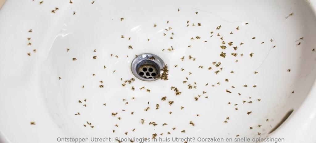 Rioolvliegjes in huis Utrecht? Oorzaken en snelle oplossingen